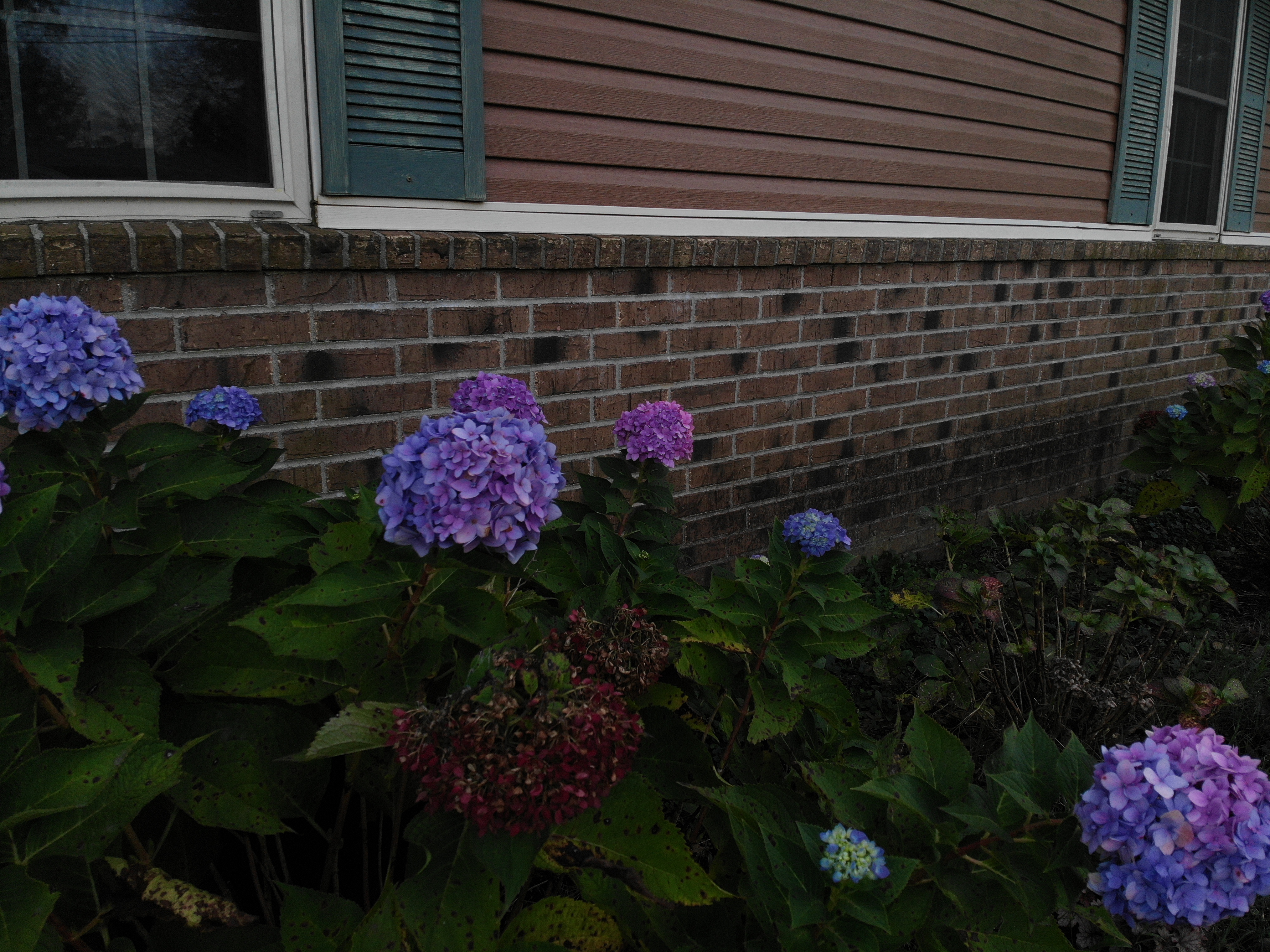 Hydrangeas